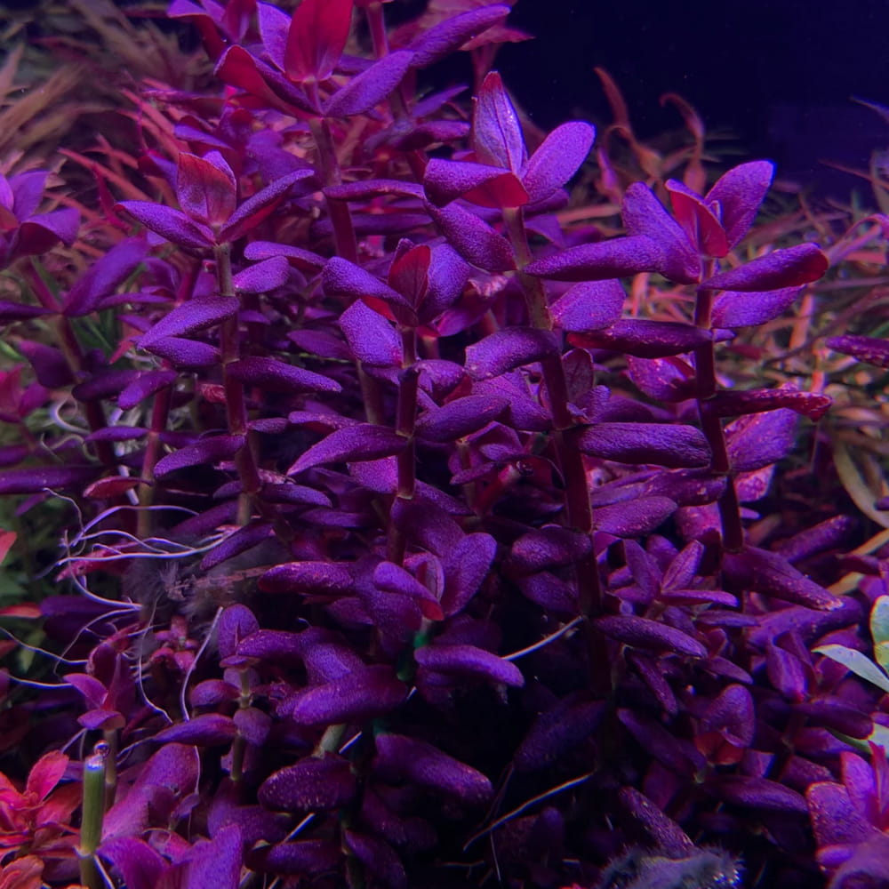 Bacopa salzmannii purlpe roślinka roślina do akwarium in vitro